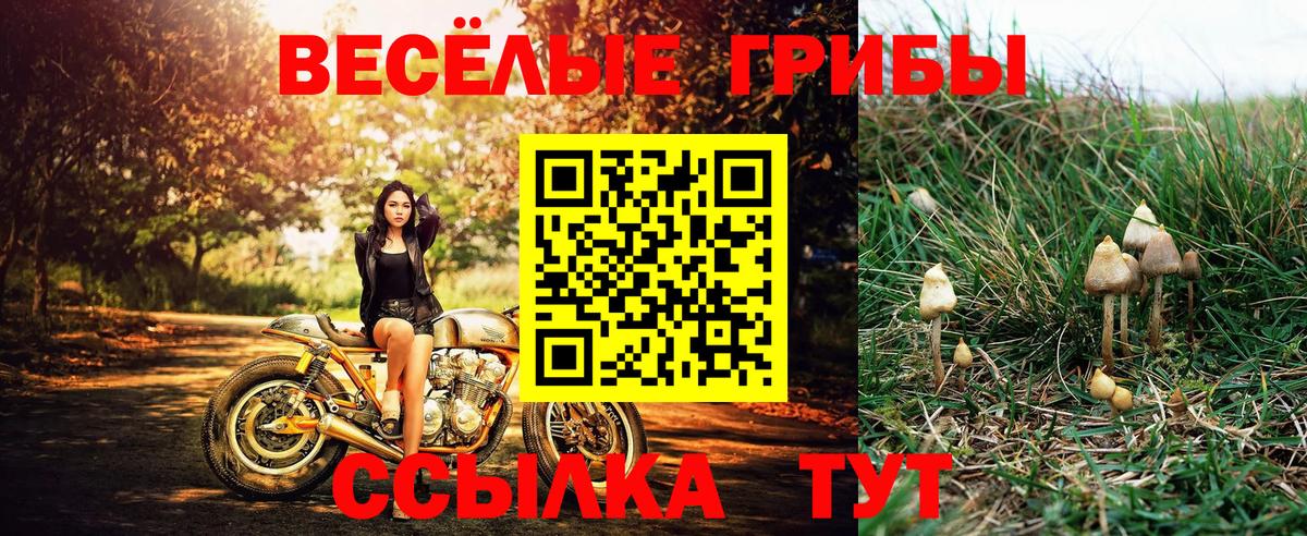 Псилоцибиновые грибы Psilocybine cubensis  Вход с VPN  Грязи 
